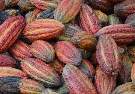 cacao