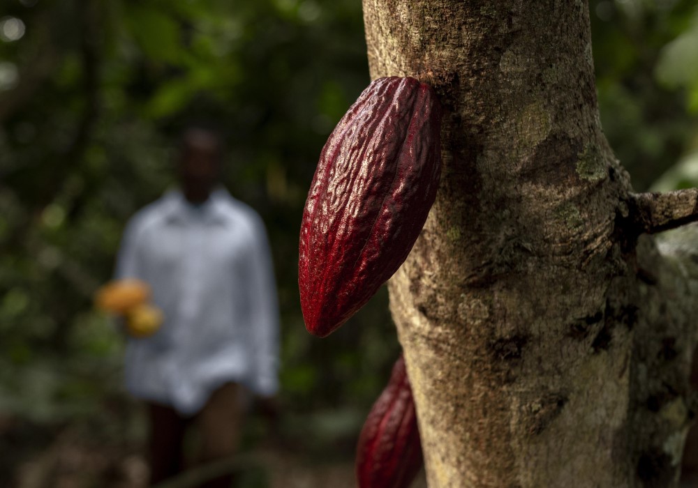 frutto pianta di cacao